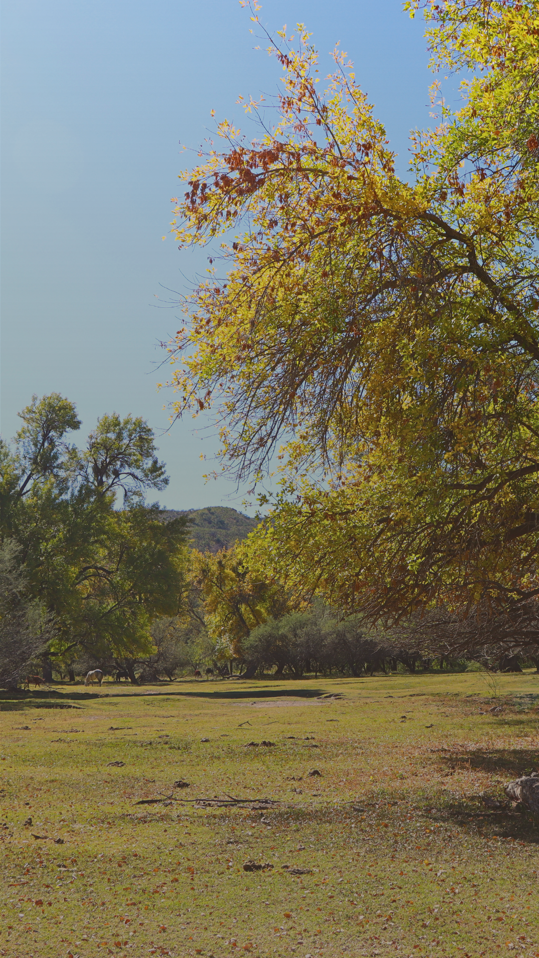 Banner principal vertical